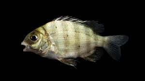 Image result for Archosargus rhomboidalis