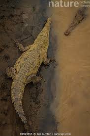 Image result for Crocodylus acutus