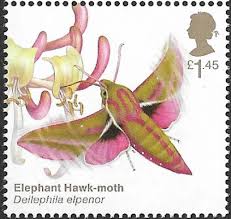 Attēlu rezultāti vaicājumam “Deilephila elpenor imago”