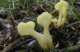 Attēlu rezultāti vaicājumam “Spathularia flavida”