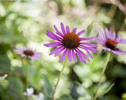 Image result for roter Sonnenhut