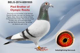 Image result for Abbeyton & Broomfield Racing Pigeons