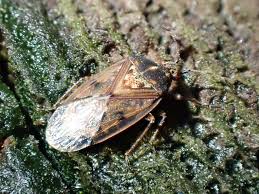 Attēlu rezultāti vaicājumam “Kleidocerys resedae imago”