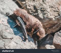 Attēlu rezultāti vaicājumam “Pipistrellus pygmaeus”
