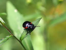 Attēlu rezultāti vaicājumam “Chrysolina sanguinolenta”