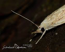 Attēlu rezultāti vaicājumam “Calamotropha paludella”