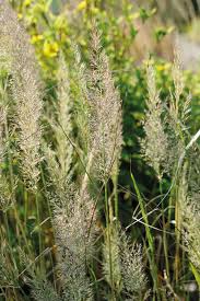 Attēlu rezultāti vaicājumam “Festuca altissima flower”