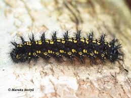 Attēlu rezultāti vaicājumam “Euphydryas maturna pupa”