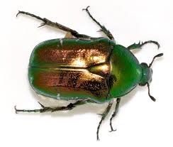 Attēlu rezultāti vaicājumam “Cetonia aurata”