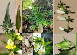 Attēlu rezultāti vaicājumam “Melampyrum pratense”