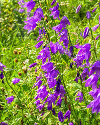 Attēlu rezultāti vaicājumam “Campanula latifolia flower”