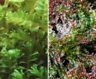 Attēlu rezultāti vaicājumam “Lophozia incisa”