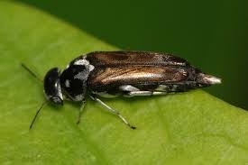 Attēlu rezultāti vaicājumam “Mordellidae”