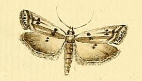 Attēlu rezultāti vaicājumam “Phycitodes binaevella”