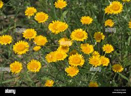 Image result for Chrysanthemum segetum