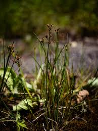 Attēlu rezultāti vaicājumam “Juncus alpinoarticulatus”