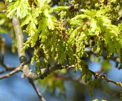 Attēlu rezultāti vaicājumam “Quercus robur male flower”