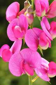 Attēlu rezultāti vaicājumam “Lathyrus sylvestris”