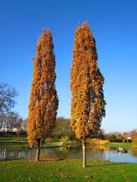 Attēlu rezultāti vaicājumam “Quercus robur Fastigiata leaf”