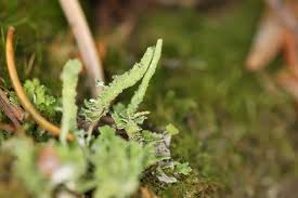 Attēlu rezultāti vaicājumam “Cladonia coniocraea”