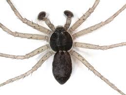 Attēlu rezultāti vaicājumam “Philodromidae”