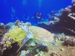 Image result for Maidstone Sub Aqua Club