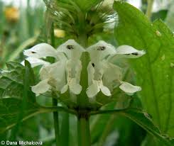 Attēlu rezultāti vaicājumam “Lamium album flower”