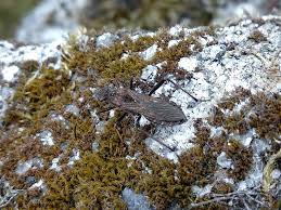 Attēlu rezultāti vaicājumam “Alydus calcaratus”