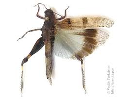 Attēlu rezultāti vaicājumam “Oedipoda caerulescens”