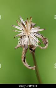 Attēlu rezultāti vaicājumam “Bidens frondosa fruit”