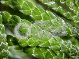 Attēlu rezultāti vaicājumam “Thuja occidentalis leaf”