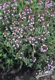 Image result for Satureja hortensis
