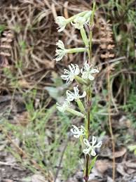 Attēlu rezultāti vaicājumam “Silene tatarica”