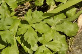 Attēlu rezultāti vaicājumam “Sanicula europaea bud”