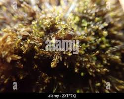 Attēlu rezultāti vaicājumam “Gymnocolea inflata”