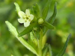 Attēlu rezultāti vaicājumam “Lithospermum officinale flower”