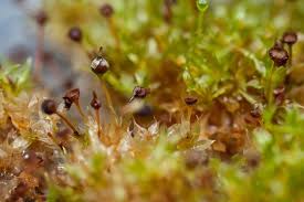 Attēlu rezultāti vaicājumam “Physcomitrium pyriforme sporophyte”