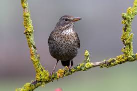 Attēlu rezultāti vaicājumam “Turdus merula female”