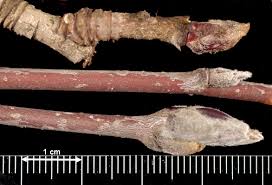 Attēlu rezultāti vaicājumam “Sorbus aucuparia”