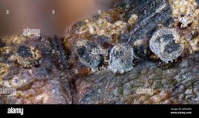 Attēlu rezultāti vaicājumam “Craterium minutum stalked”