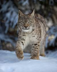 Image result for Lancashire Lynx