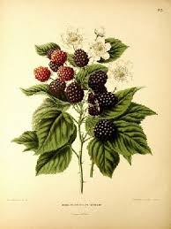 Attēlu rezultāti vaicājumam “Rubus nessensis”