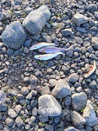 Image result for Airdrie & District Angling Club