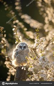 Attēlu rezultāti vaicājumam “Strix aluco juvenile”