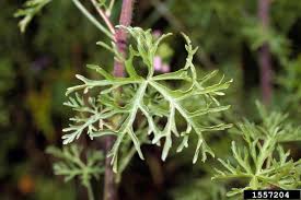 Attēlu rezultāti vaicājumam “Malva moschata bud”