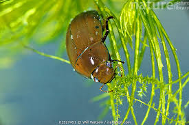 Attēlu rezultāti vaicājumam “Hydrochara caraboides”