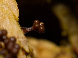 Attēlu rezultāti vaicājumam “Symphytocarpus flaccidus sessile”