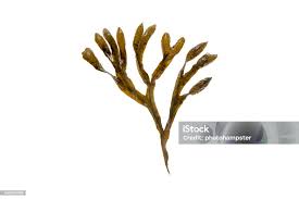 Attēlu rezultāti vaicājumam “Fucus vesiculosus”