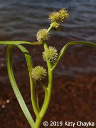 Attēlu rezultāti vaicājumam “Sparganium erectum aggr. leaf”
