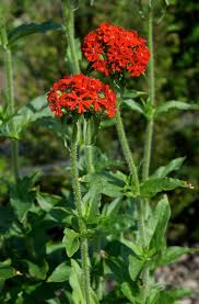 Attēlu rezultāti vaicājumam “Silene chalcedonica leaf”